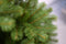 National Tree Company - Poly Bayberry Spruce kunstkerstboom Hinged 243 cm