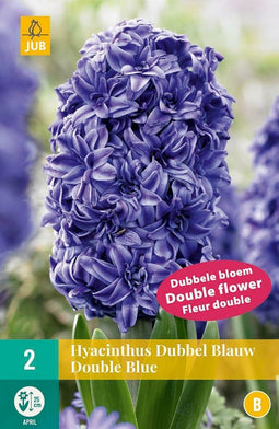 JUB - Hyacinthus dubbel blauw