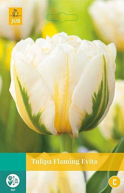 3 stuks - JUB - Tulipa Flaming Evita 5 bollen