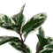 Decoratieve plant Rubber Polypropyleen 50 x 50 x 120 cm