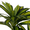 Decoratieve plant Rubber Polypropyleen 100 x 100 x 200 cm