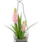Decoratieve plant Polyester Polyethyleen Ijzer 5,5 X 5,5 X 21 CM