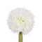 Decoratieve plant Bamboe Polyethyleen Ijzer Cement 45 x 45 x 100 cm