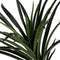 Decoratieve plant Rubber Polypropyleen 70 x 70 x 130 cm