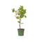 Vitis vinifera ‘Himrod' - Druivenplant - ⌀21cm - Hoogte 60-75cm