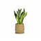 Bloempot met schaal Alexandra House Living Beige Keramisch 18 x 18 x 18 cm