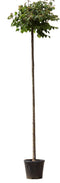 Warentuin Natuurlijk - Bol linde 200 cm stamhoogte Tilia cordata Green Globe 240 cm