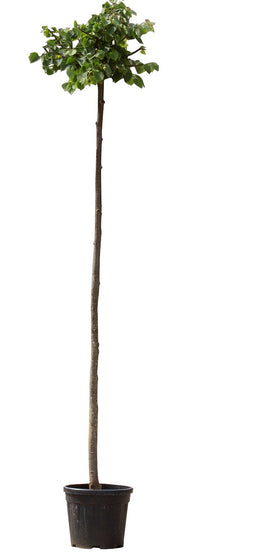 Warentuin Natuurlijk - Bol linde 180 cm stamhoogte Tilia cordata Green Globe 220 cm