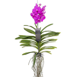 Vanda orchidee - Roze - L - Hoogte 60cm