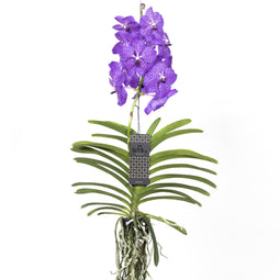 Vanda orchidee - Lila - L - Hoogte 60cm