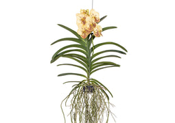 Vanda-orchidee 'Yellow Henna' - Geel - L - Hoogte 70cm