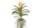 Vanda-orchidee 'Yellow Henna' - Geel - L - Hoogte 70cm