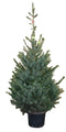 Warentuin Natuurlijk - Kerstboom Warentuin Picea Omorika 125 - 150 cm in pot