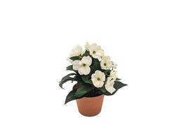 Buitengewoon de Boet - Kunst violen in pot wit, 24 cm