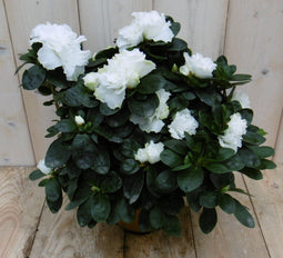 Warentuin Natuurlijk - Kamerplant Azalea wit