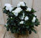 Warentuin Natuurlijk - Kamerplant Azalea wit