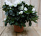 Warentuin Natuurlijk - Kamerplant Azalea wit