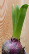 Warentuin Natuurlijk - 5 stuks! Hyacint blauw in klein potje