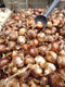 5 stuks - Warentuin Natuurlijk - Bollen Geurende Narcis Paperwhite