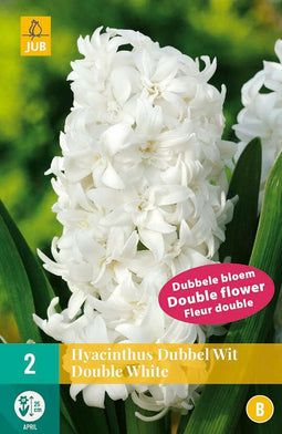 JUB - Hyacinthus dubbel wit