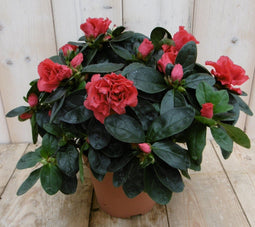 Warentuin Natuurlijk - Kamerplant Azalea rood