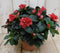 Warentuin Natuurlijk - Kamerplant Azalea rood