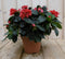 Warentuin Natuurlijk - Kamerplant Azalea rood