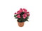 Buitengewoon de Boet - Kunst violen in pot beauty, 24 cm