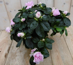 Warentuin Natuurlijk - Kamerplant Azalea roze