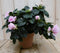 Warentuin Natuurlijk - Kamerplant Azalea roze