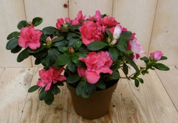 Warentuin Natuurlijk - Kamerplant Azalea rood groot