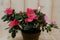 Warentuin Natuurlijk - Kamerplant Azalea rood groot