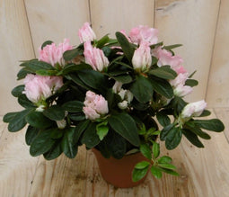 Warentuin Natuurlijk - Kamerplant Azalea roze groot