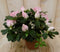 Warentuin Natuurlijk - Kamerplant Azalea roze groot