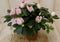 Warentuin Natuurlijk - Kamerplant Azalea roze groot