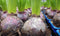 Warentuin Natuurlijk - 5 stuks! Hyacint roze in klein potje