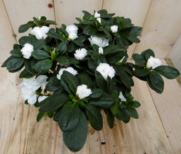 Warentuin Natuurlijk - Kamerplant Azalea wit groot