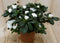 Warentuin Natuurlijk - Kamerplant Azalea wit groot