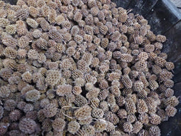 Warentuin Natuurlijk - Bakuli 1 schep