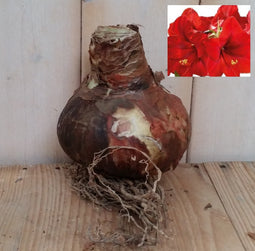 2 stuks - Warentuin Natuurlijk - Amaryllis Jumbo Rood