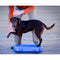 FitPAWS Dieren balansmat K9FITbone hemelsblauw PVC FPK9BONEBL