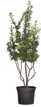 Warentuin Natuurlijk - 2 stuks! Sneeuwbal meerstammig Viburnum bodnantense dawn 187,5 cm