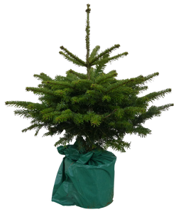 Warentuin Natuurlijk - Kerstboom Warentuin Picea Pungens 60 - 80 cm in pot