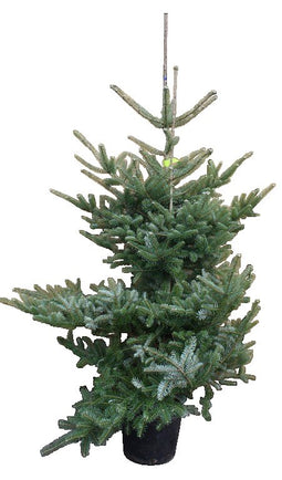Warentuin Natuurlijk - Kerstboom Warentuin Abies Koreana 80 - 120 cm