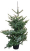 Warentuin Natuurlijk - Kerstboom Warentuin Abies Koreana 80 - 120 cm