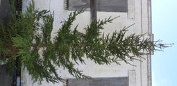 Warentuin Natuurlijk - Gewone gezaagde kerstboom Picea Abies Fijnspar XXXXL 400-500 cm