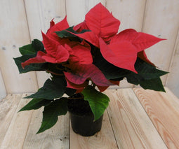 Warentuin Natuurlijk - Kerstster 20cm rood