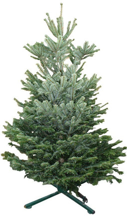 Warentuin Natuurlijk - Kerstboom Warentuin Nordman B - kwaliteit Abies Nordmanniana 175 - 200 cm...