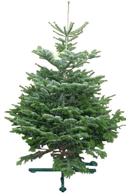Warentuin Natuurlijk - Kerstboom Warentuin Nordman A - kwaliteit Abies Nordmanniana 125 - 150 cm...