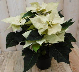 Warentuin Natuurlijk - Kerstster 50cm geel